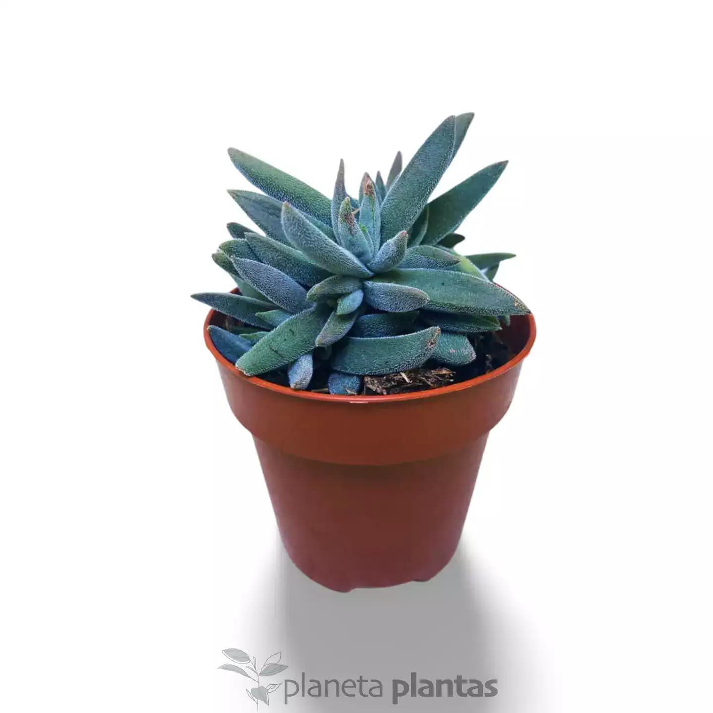 Crassula Mesembryanthemoides