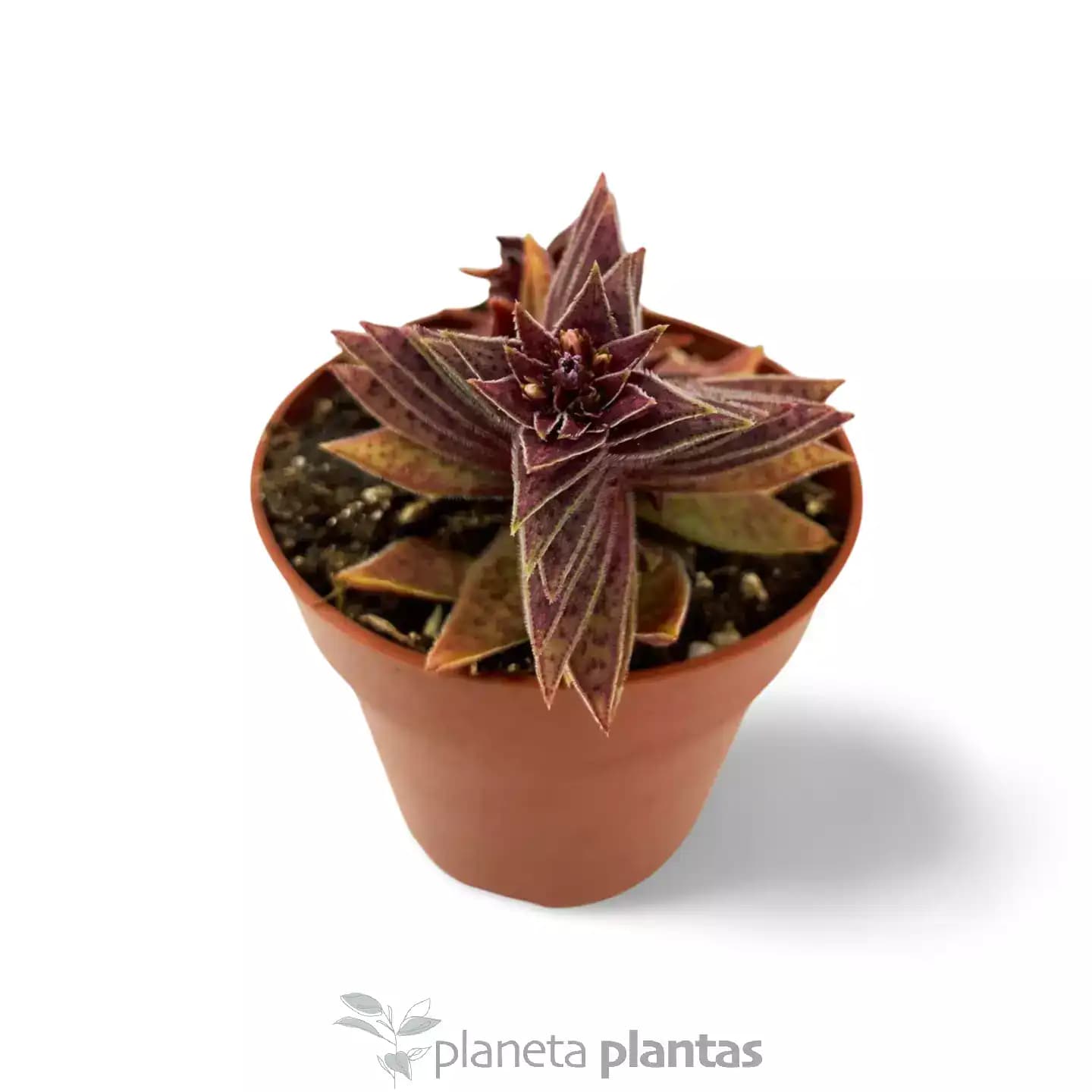 Crassula Capitella