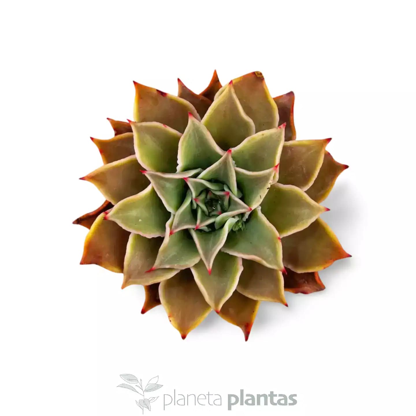 Echeveria Madiba