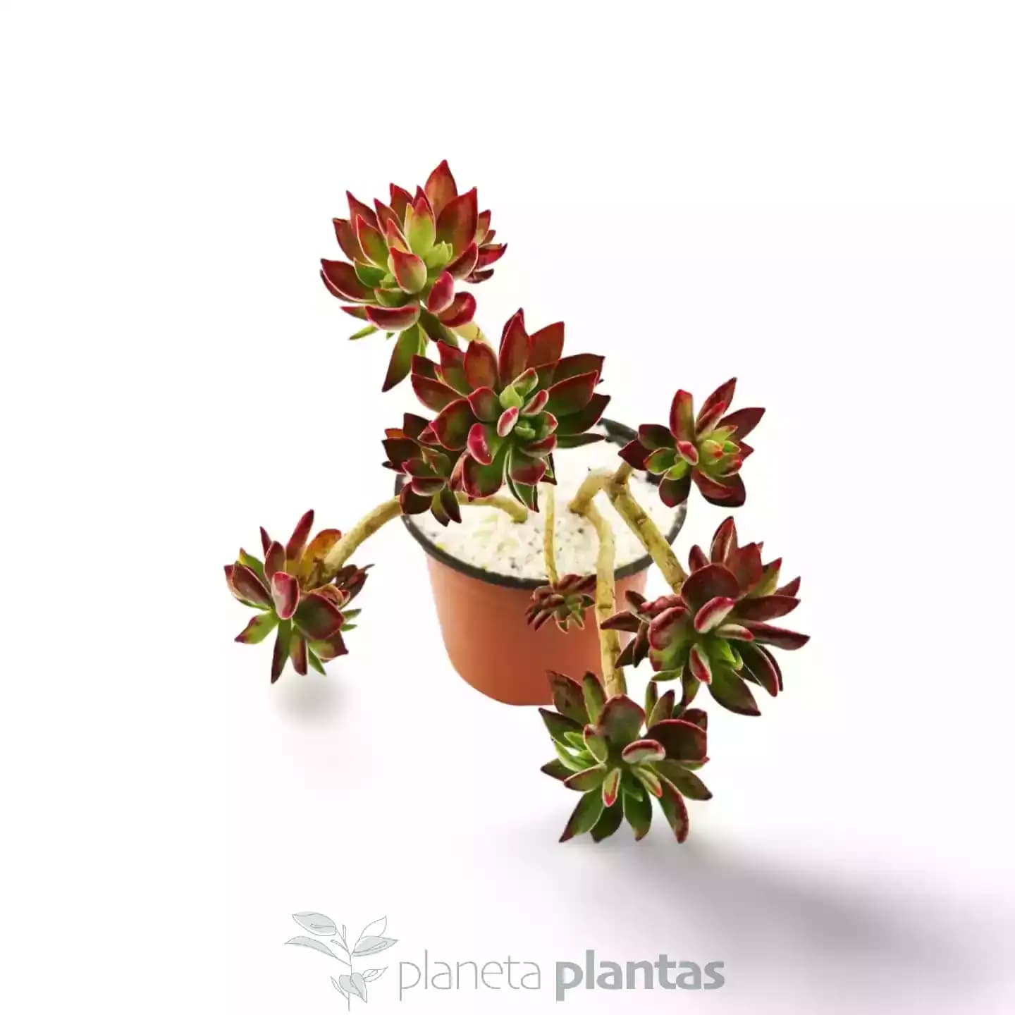 Echeveria Harmsii Ruby Slippers