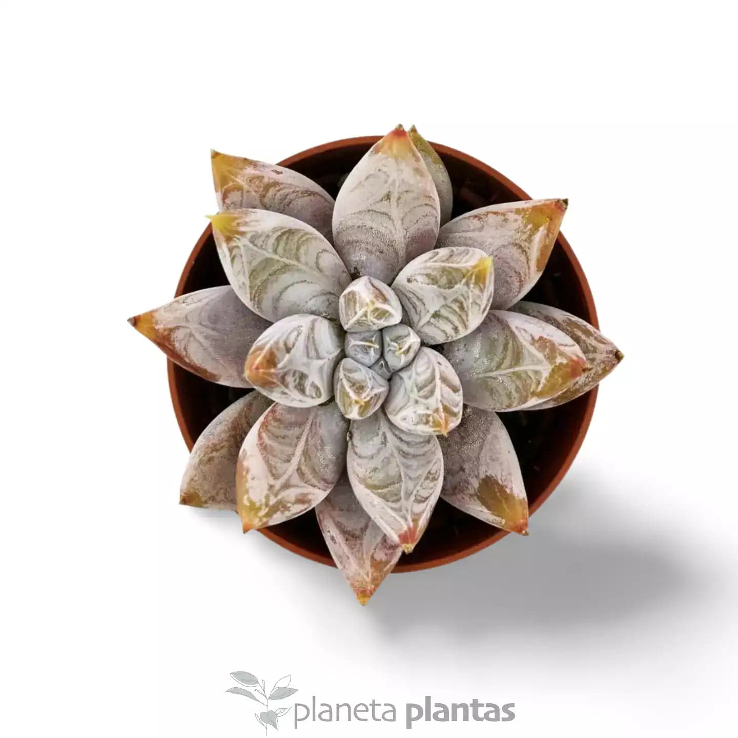 Echeveria Tolimanensis