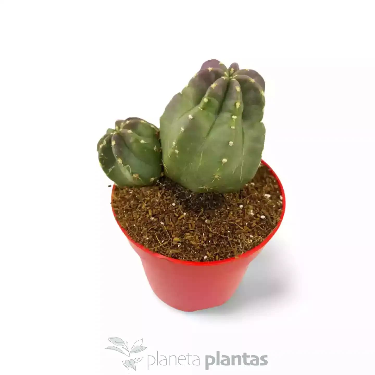 Echinocereus Coccineus DUO