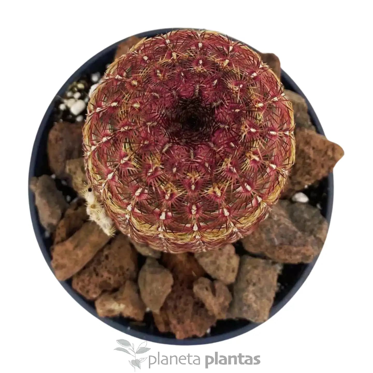 Echinocereus Rigidissimus Rubispinus