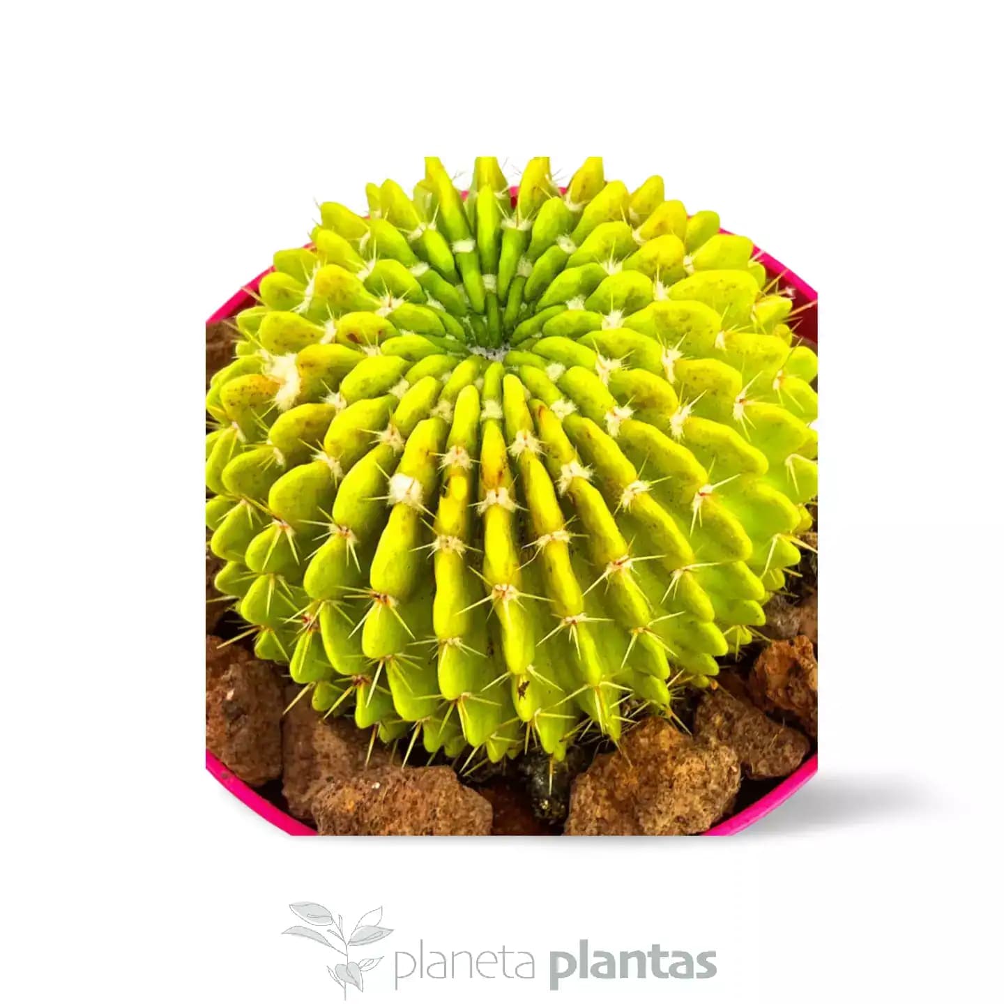 Echinopsis oxygona