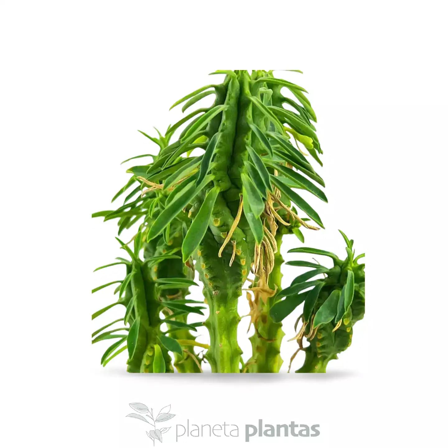 Euphorbia loricata
