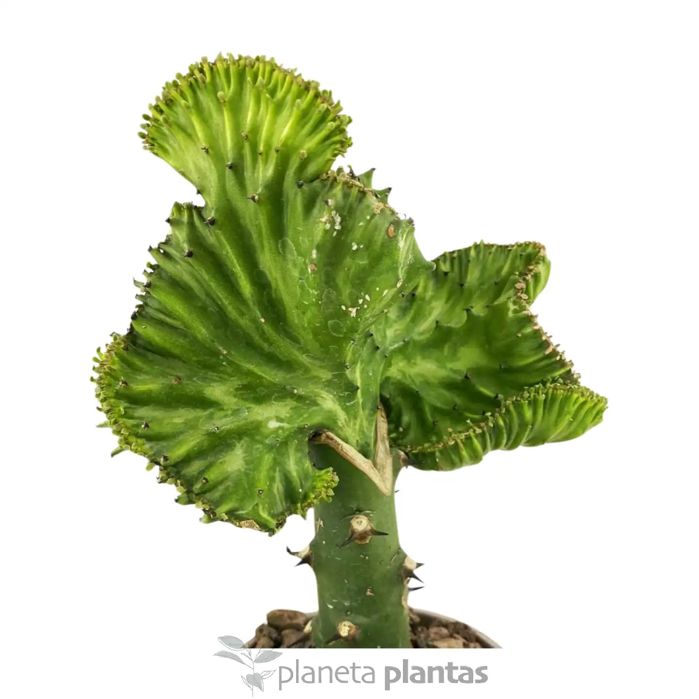 Euphorbia Lctea Cristata