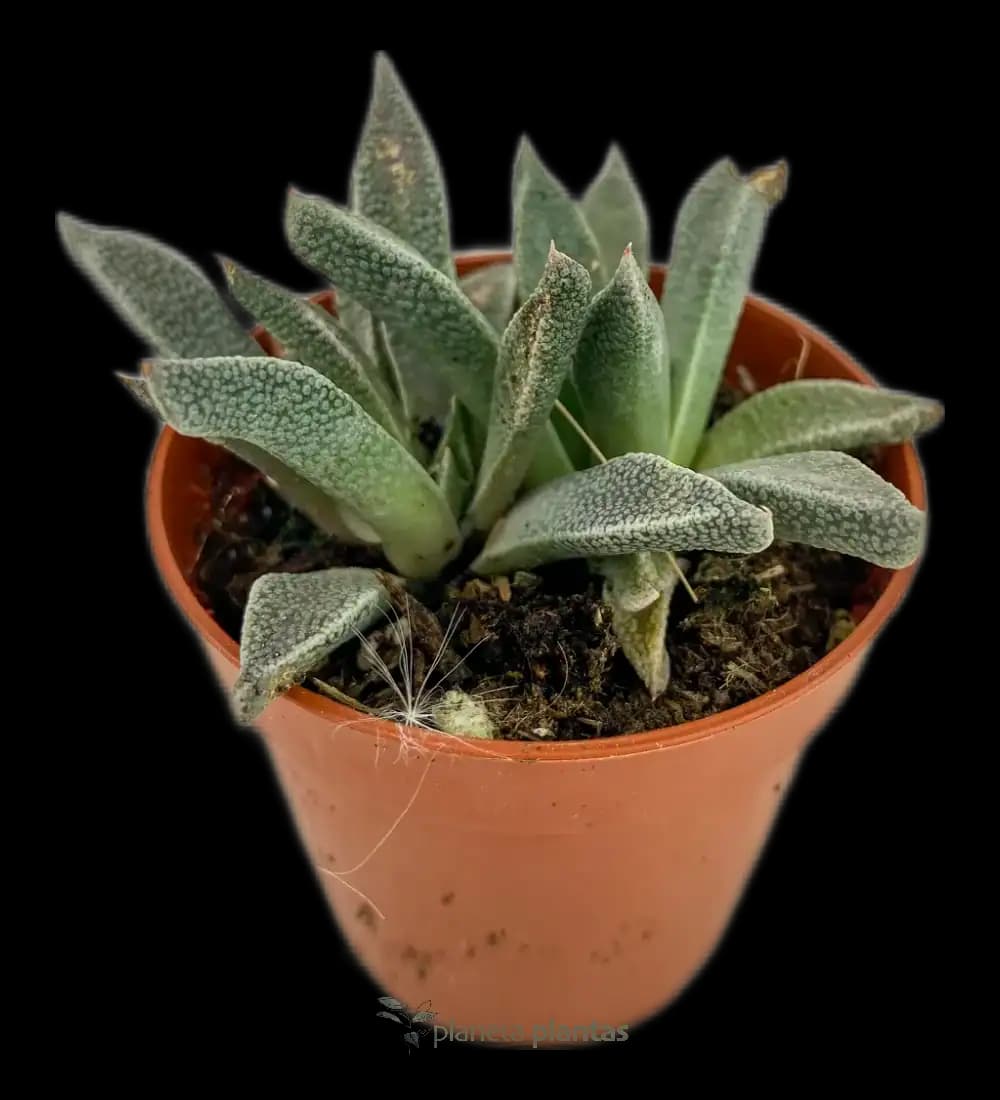 Aloinopsis rubrolineata