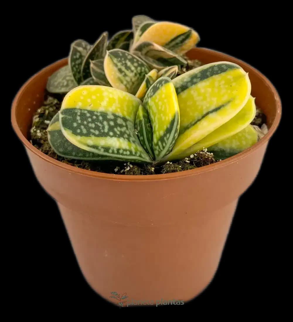Gasteria Minima