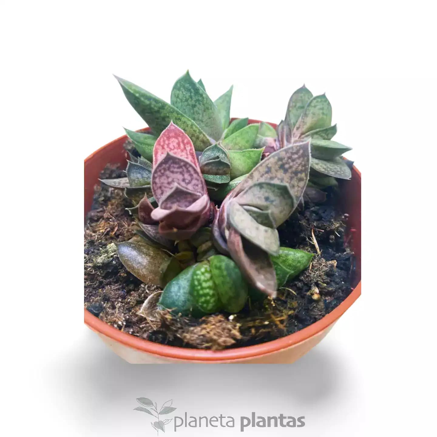 Gasteria var  Pink
