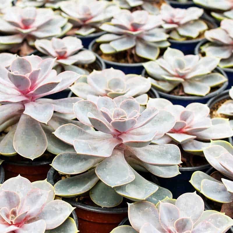 15 Plantas Suculentas con Flor: Bonitas y Resistentes