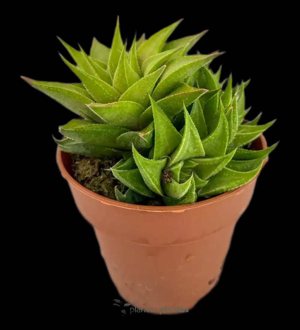 Piel De Cocodrilo - (Haworthia Limifolia)