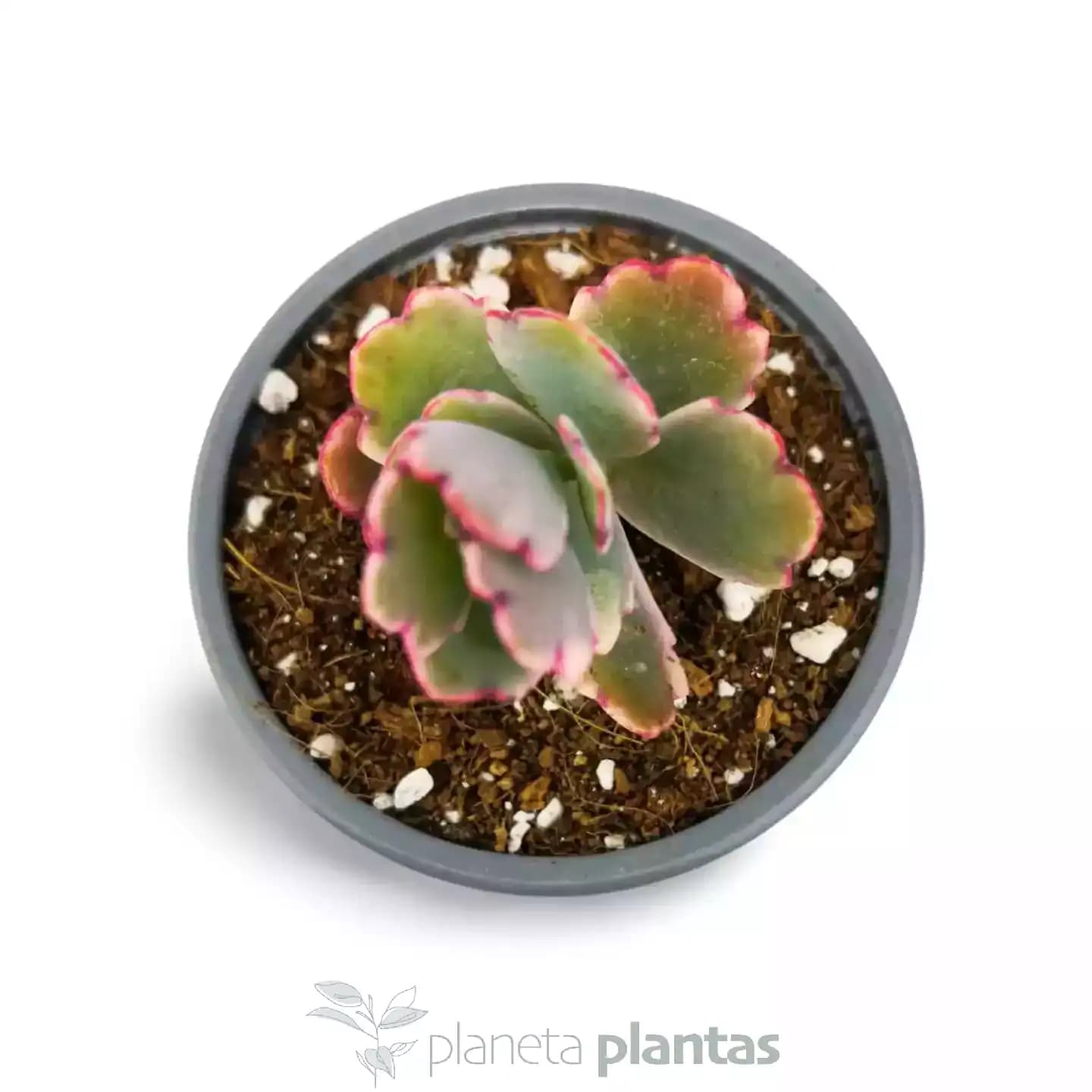 Kalanchoe Fedtschenskoi Variegata Pink Butterfly