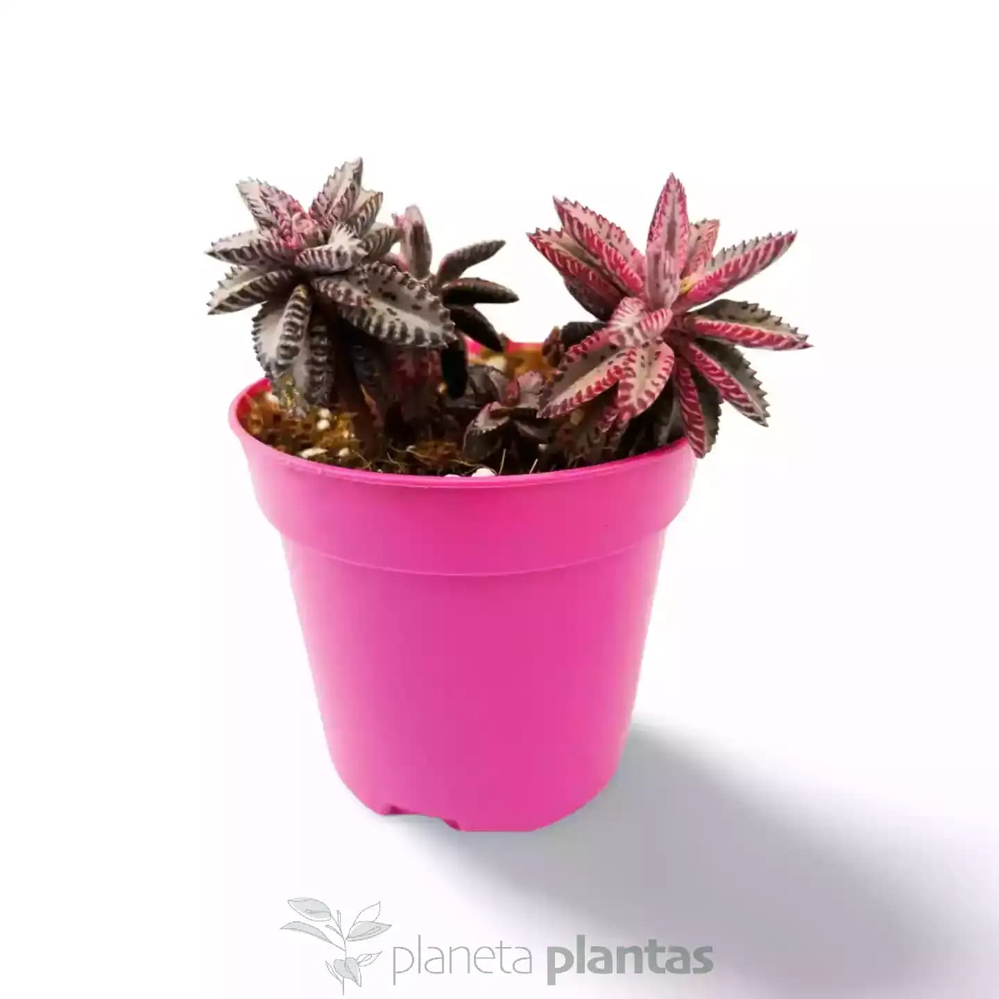 Kalanchoe Pink Butterfly