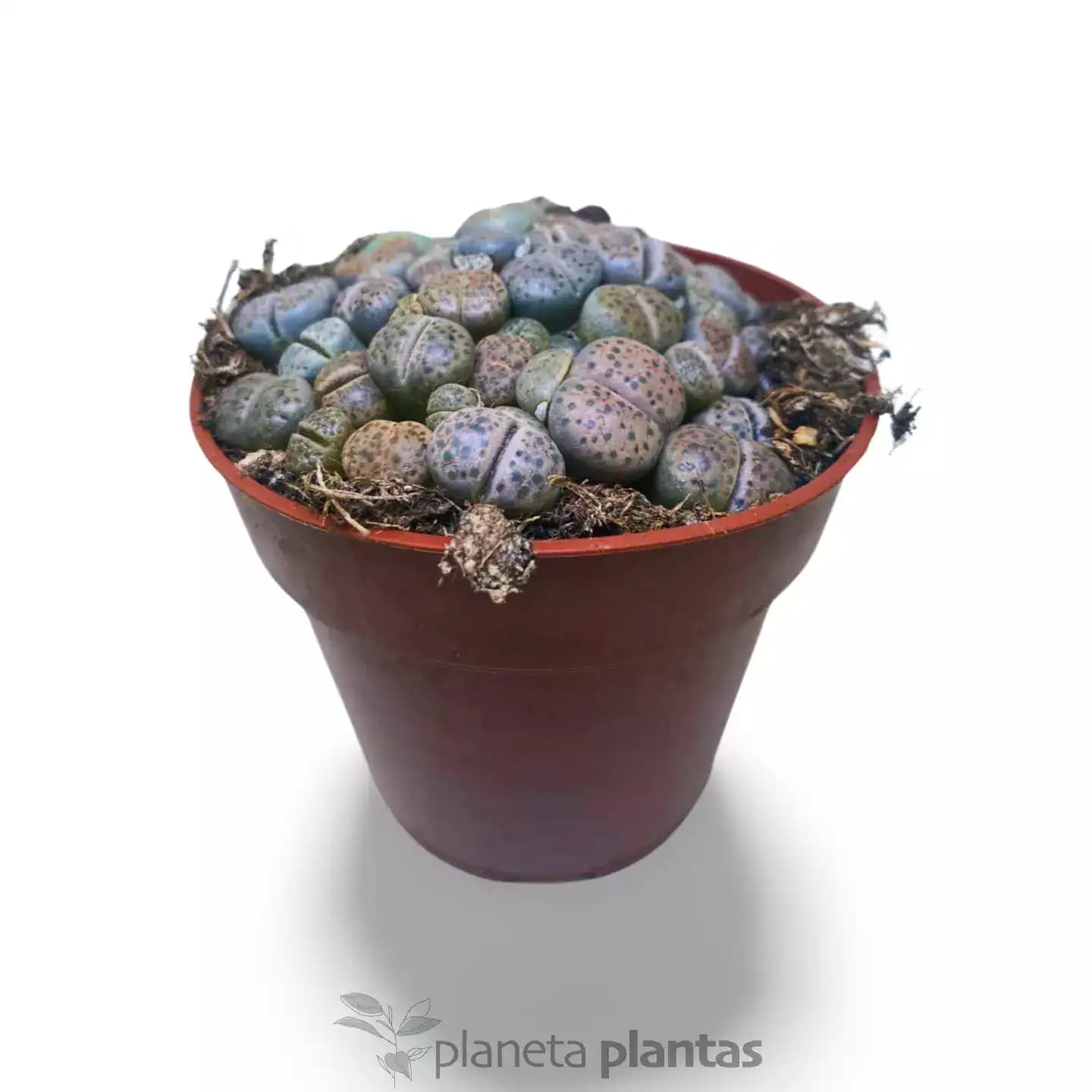 Lithops Variedad