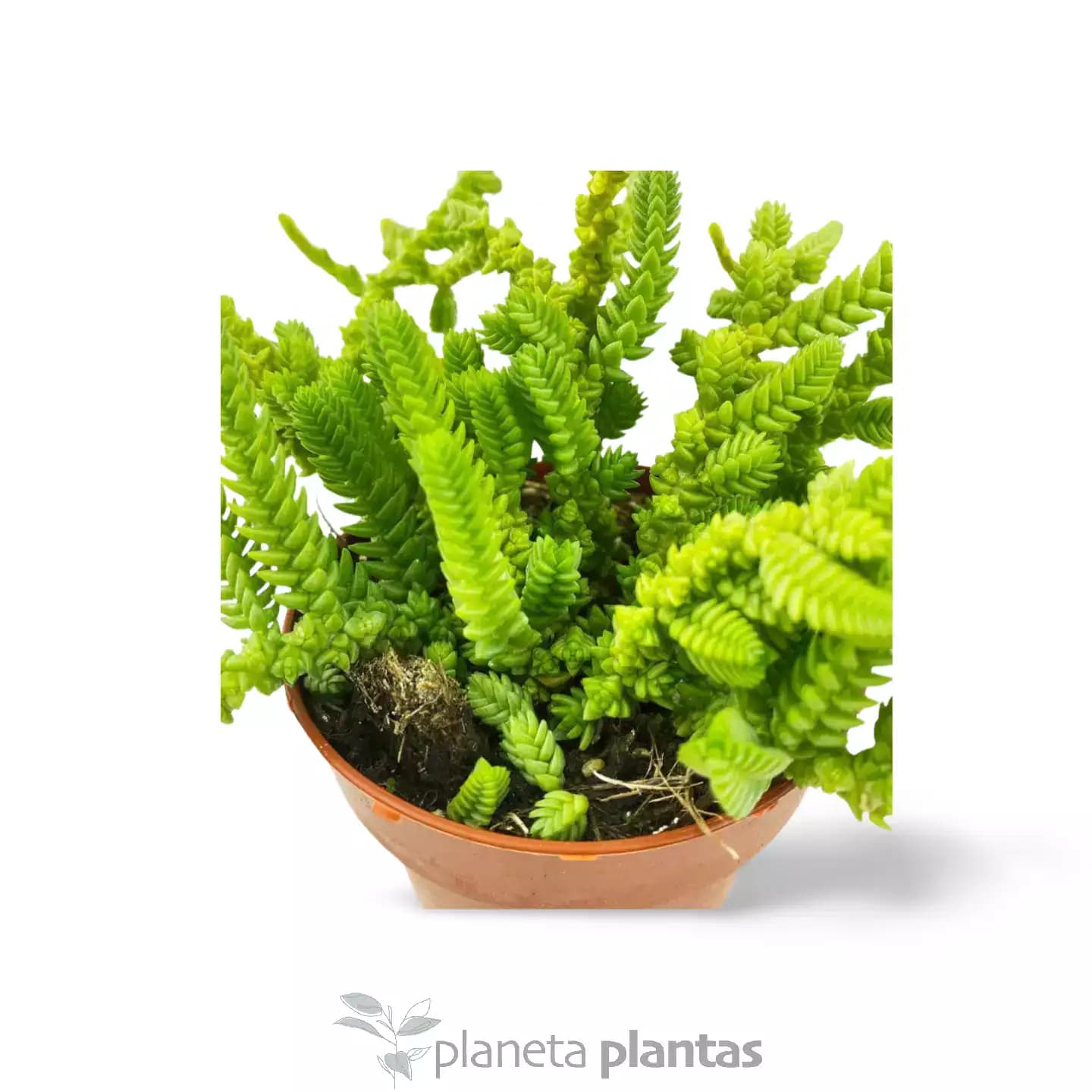 La Crassula Muscosa Cordo n de San Jose