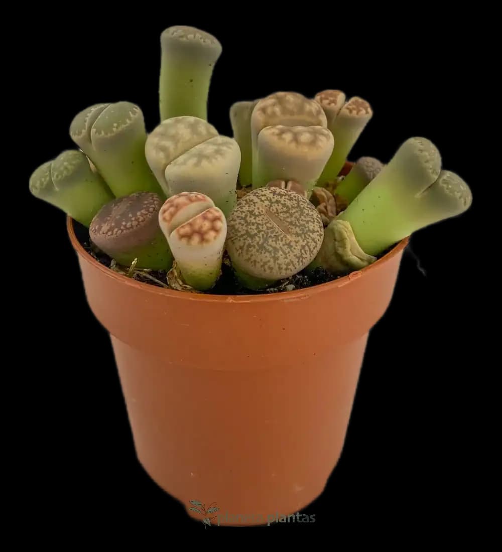 Piedras Vivas - (Lithops Pseudotruncatella) - Pequeña