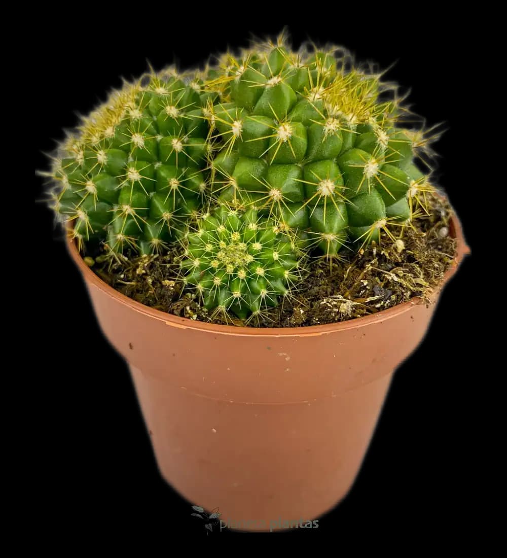 Cabea De Viejo - (Mammillaria Marksiana)