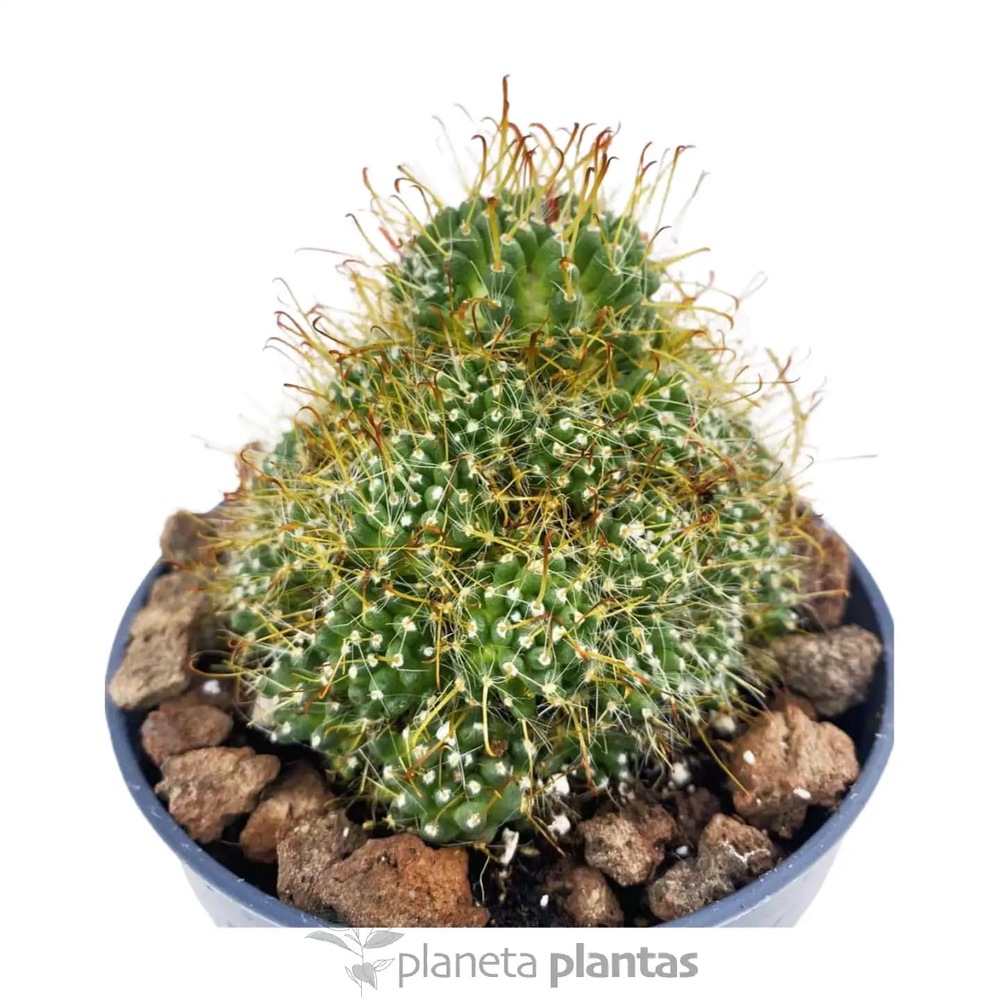 Mammillaria Surculosa