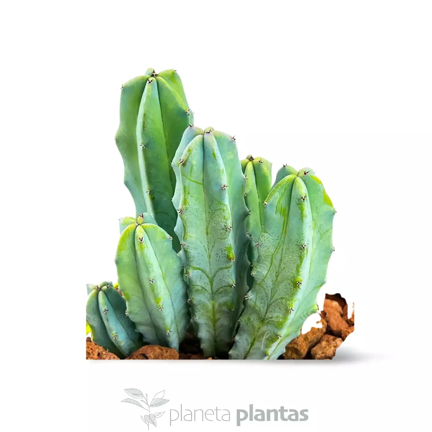 Myrtillocactus geometrizans Cactus