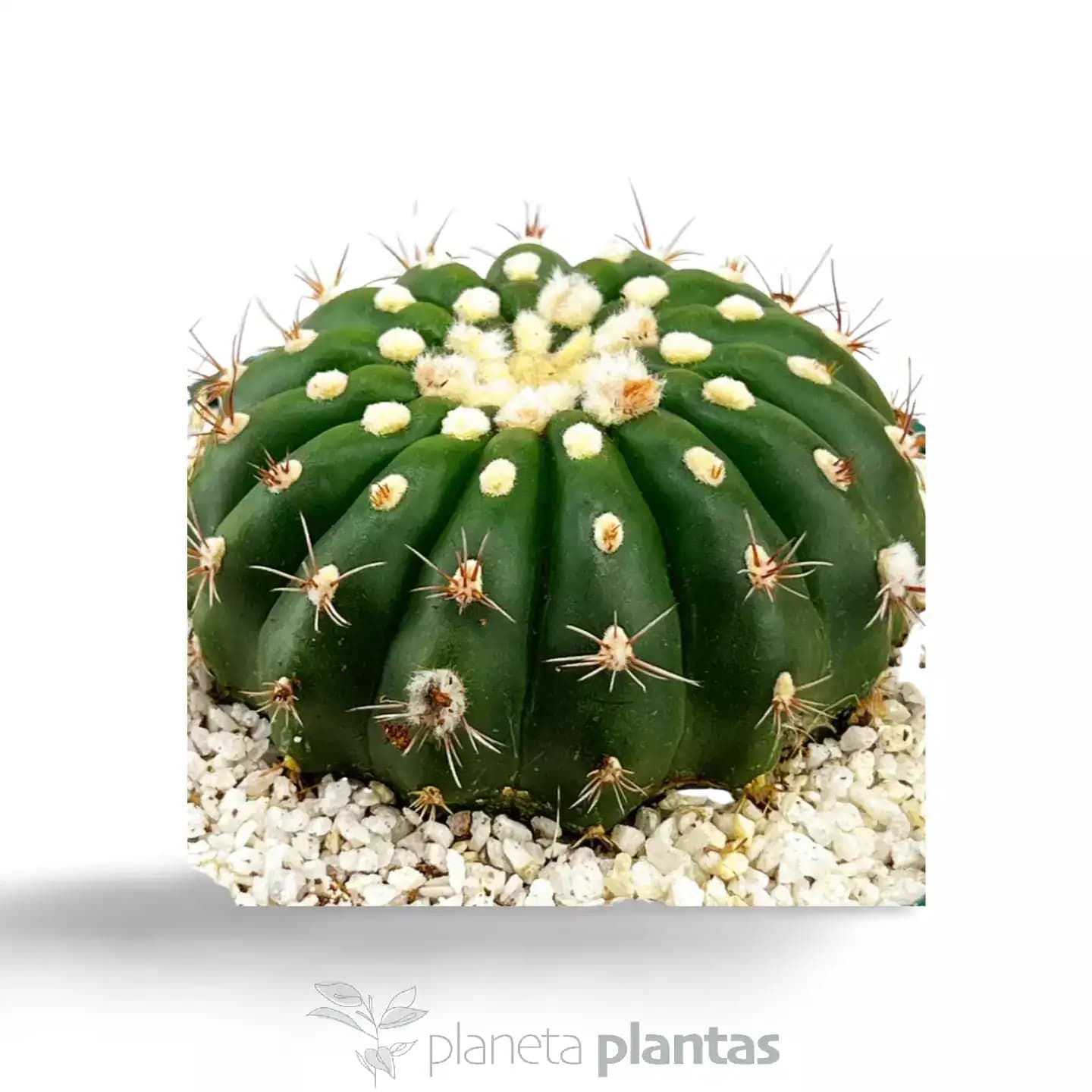 Parodia Uebelmanniana