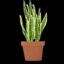 Sansevieria
