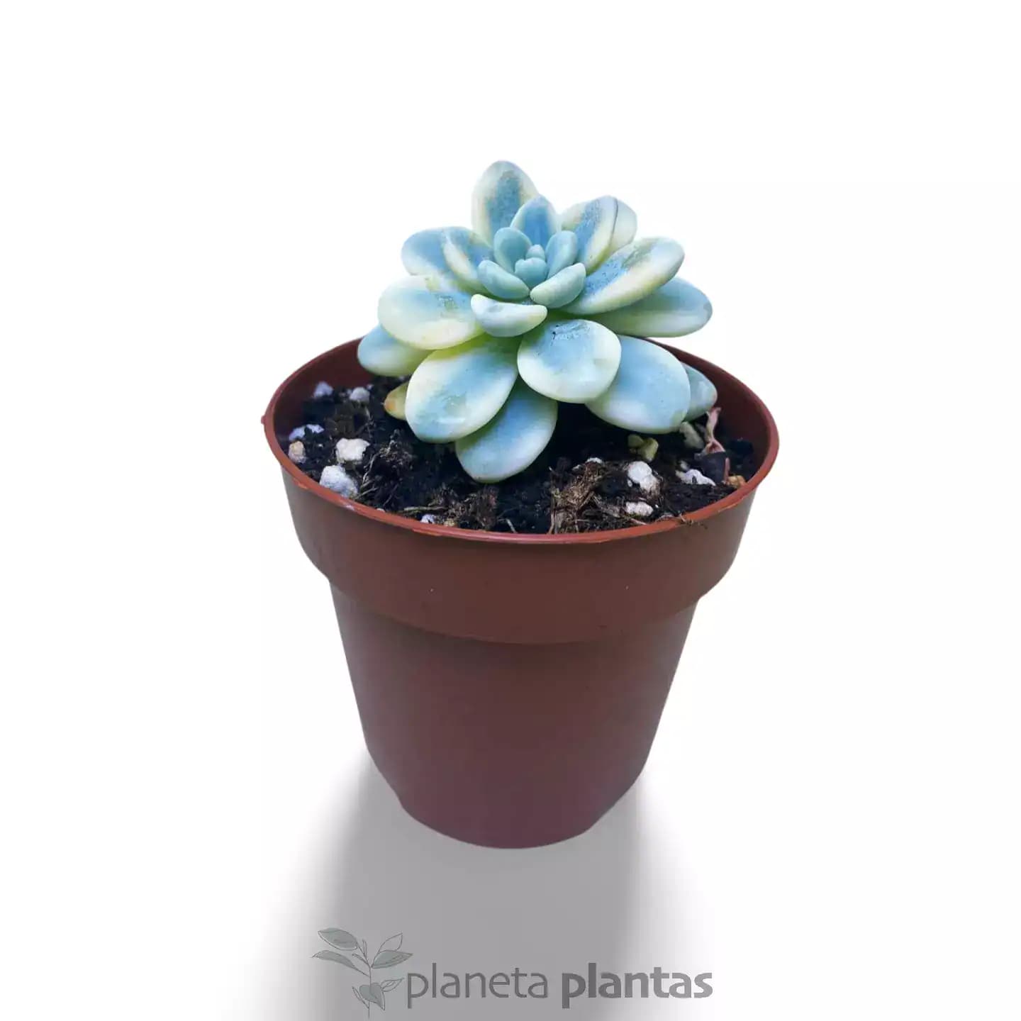 Sedum Clavatum Variegata