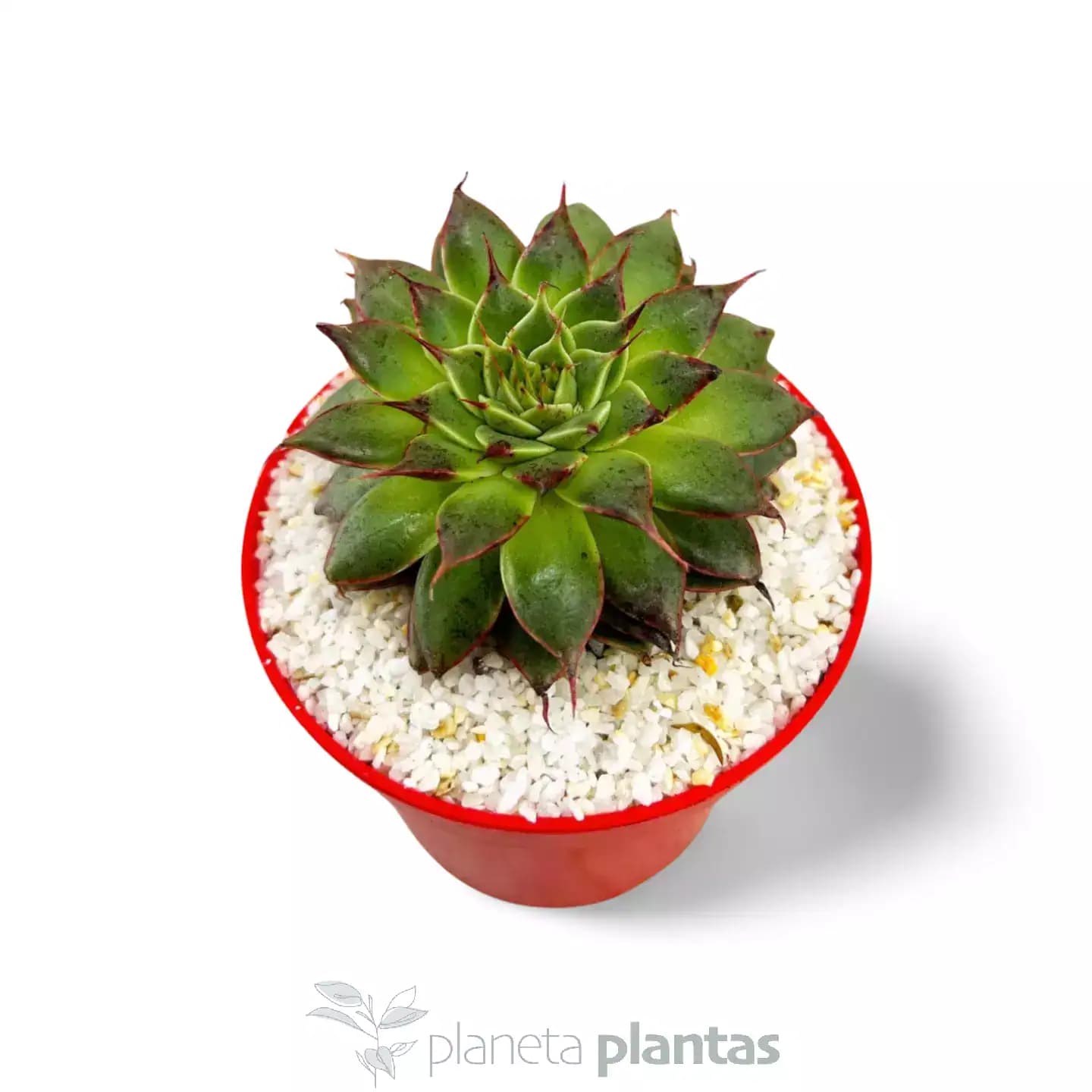 Sempervivum calcareum