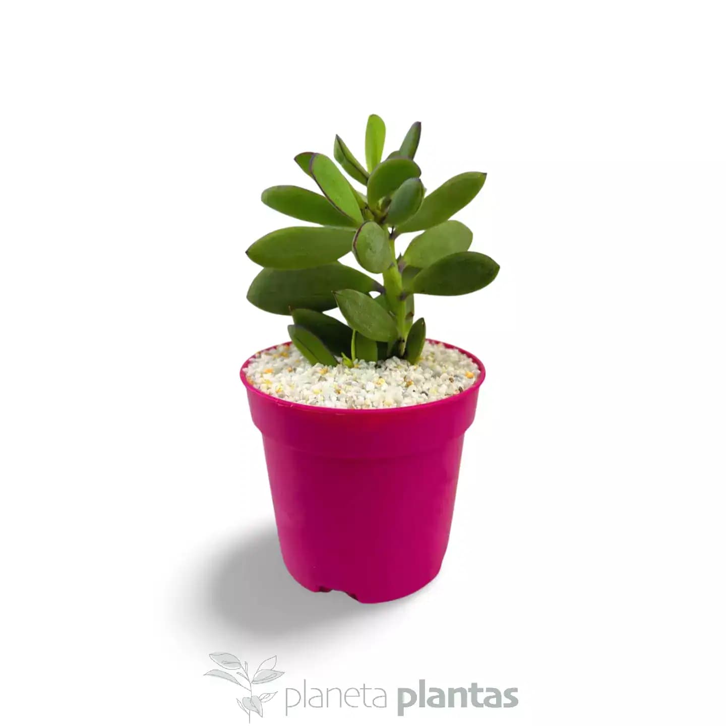 Senecio crassissimus