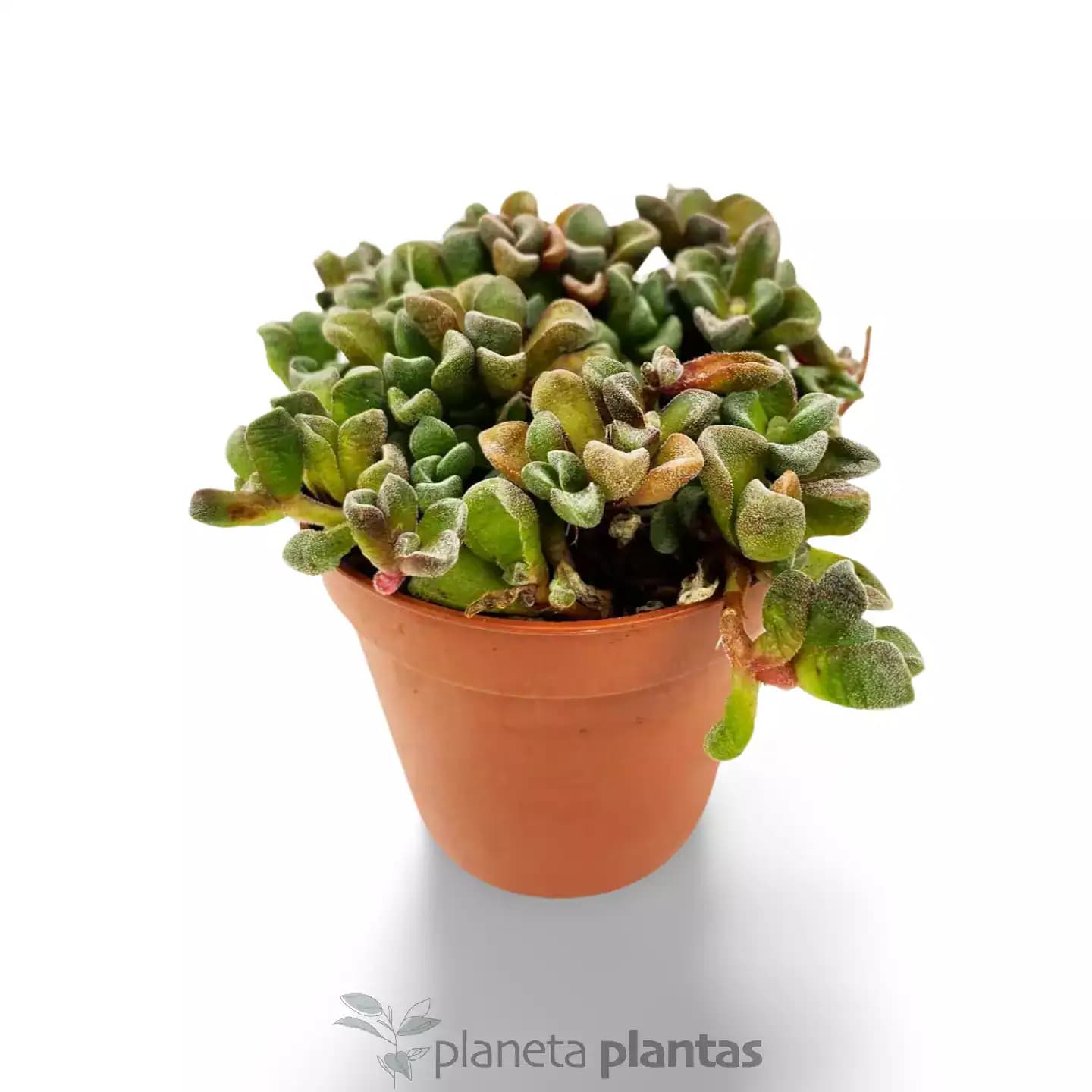 Sinocrassula Densirosulata