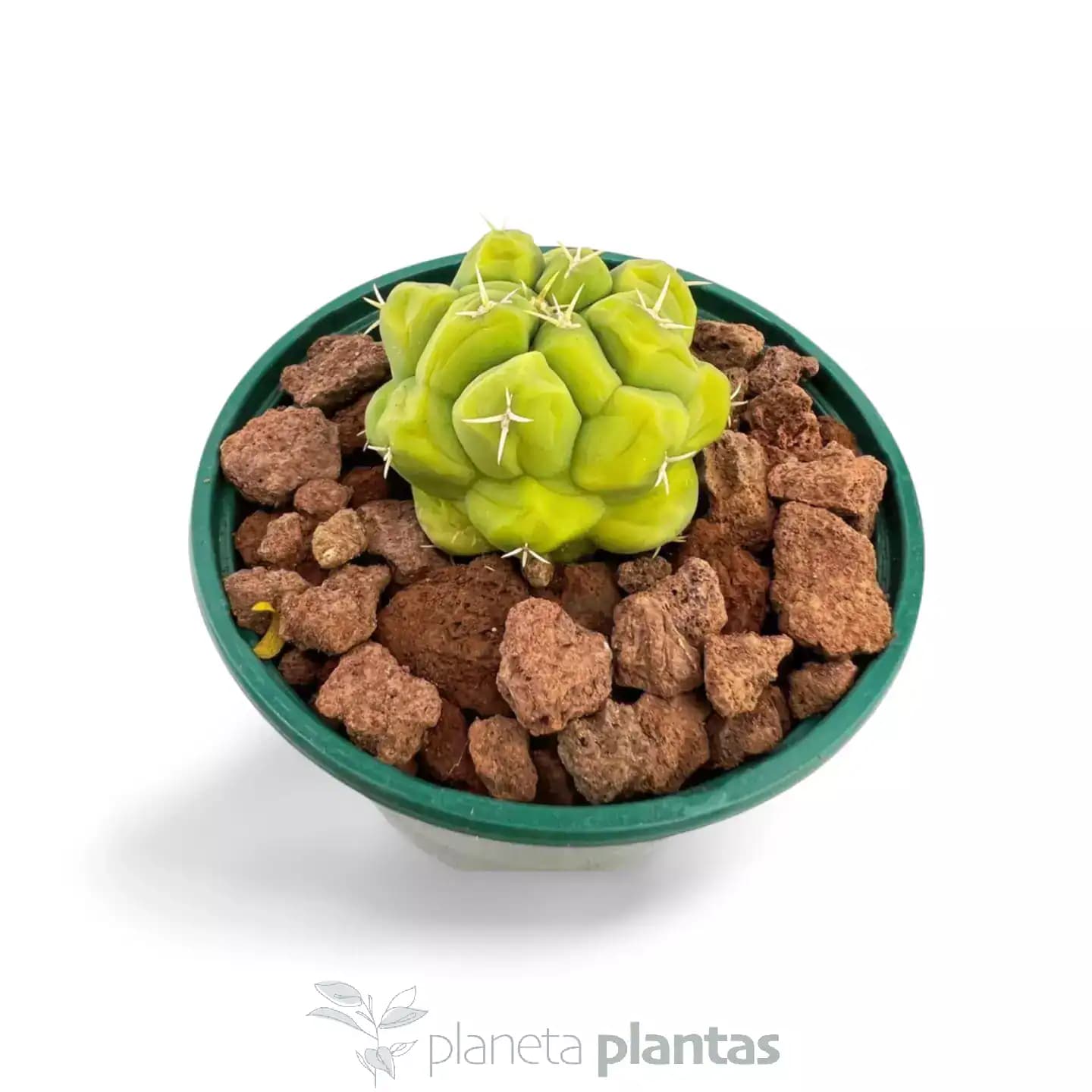 Thelocactus hexaedrophorus