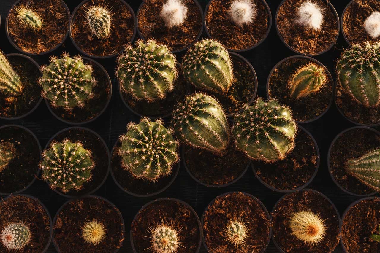 Cuidados y Recomendaciones sobre Cactus