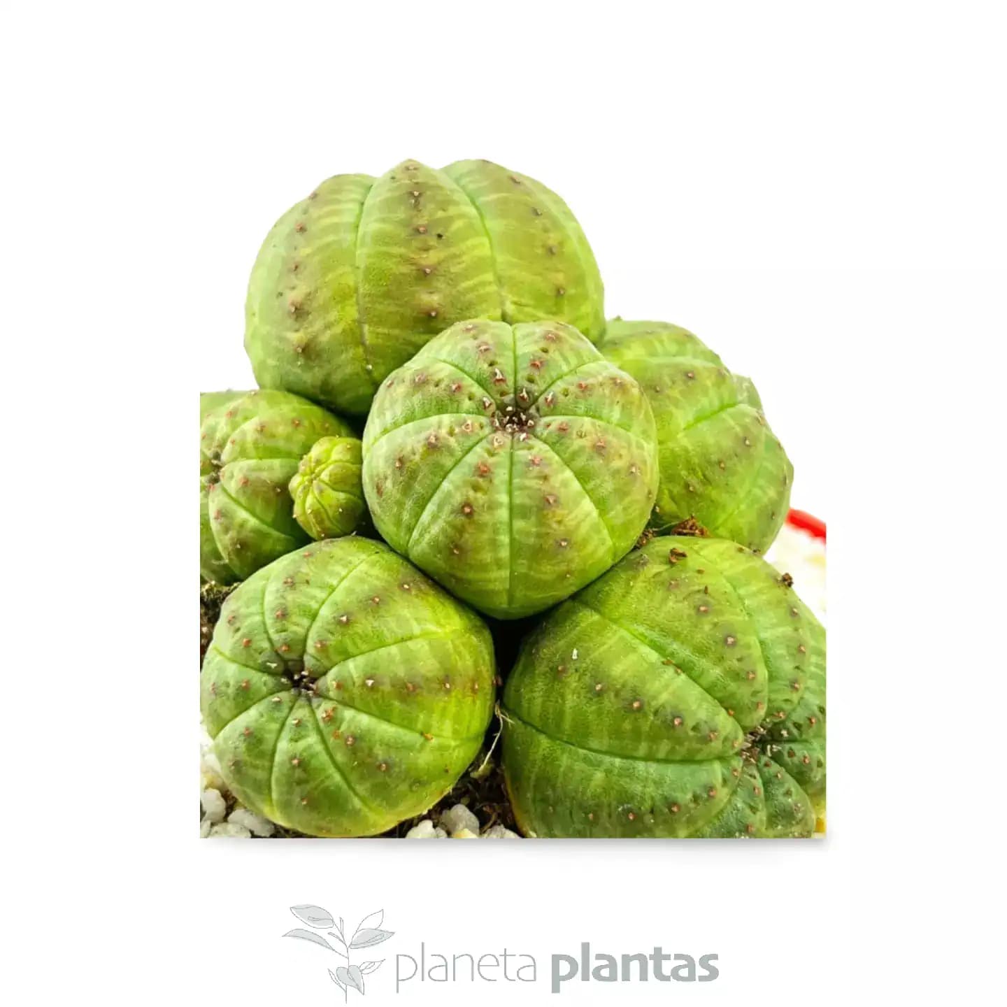 Euphorbia Obesa Colección