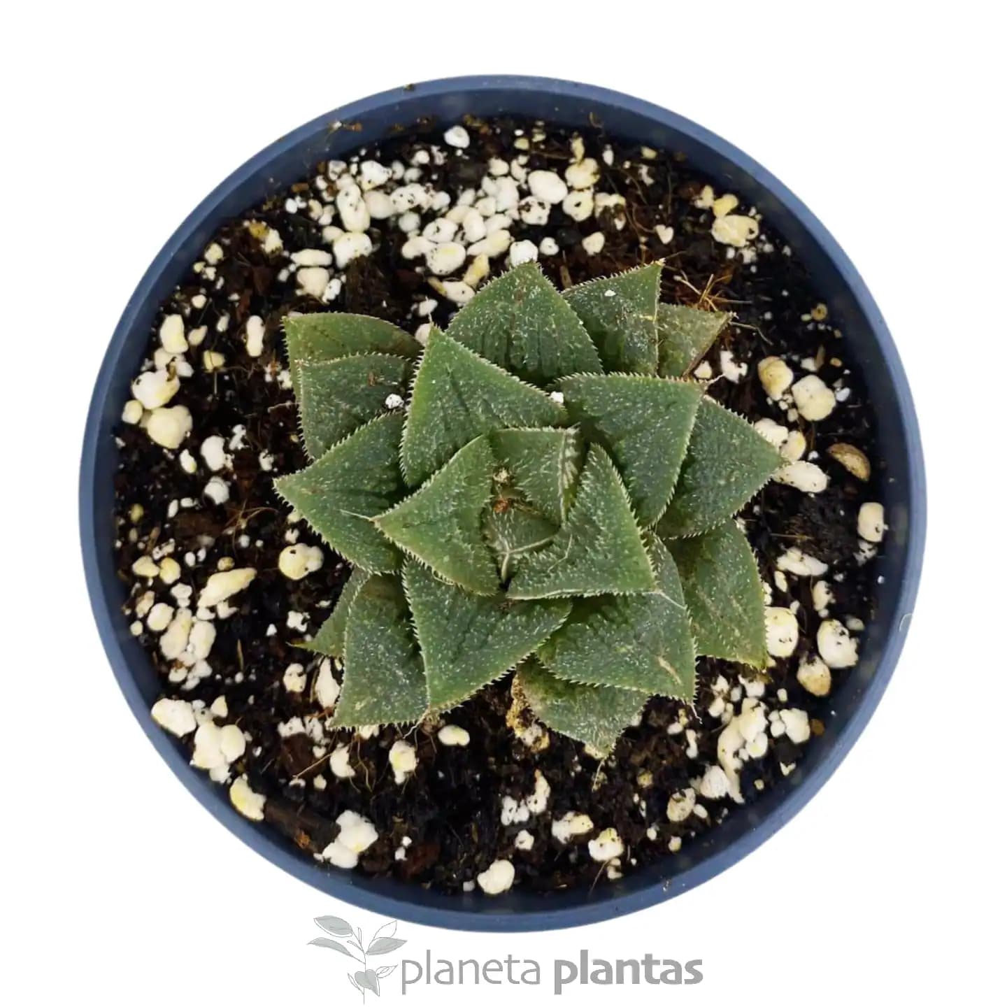 Haworthia Pygmaea