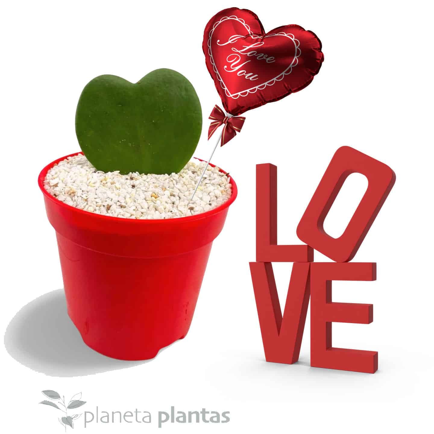 Hoya Kerrii: El Regalo Perfecto para un San Valentín que Florece de Amor