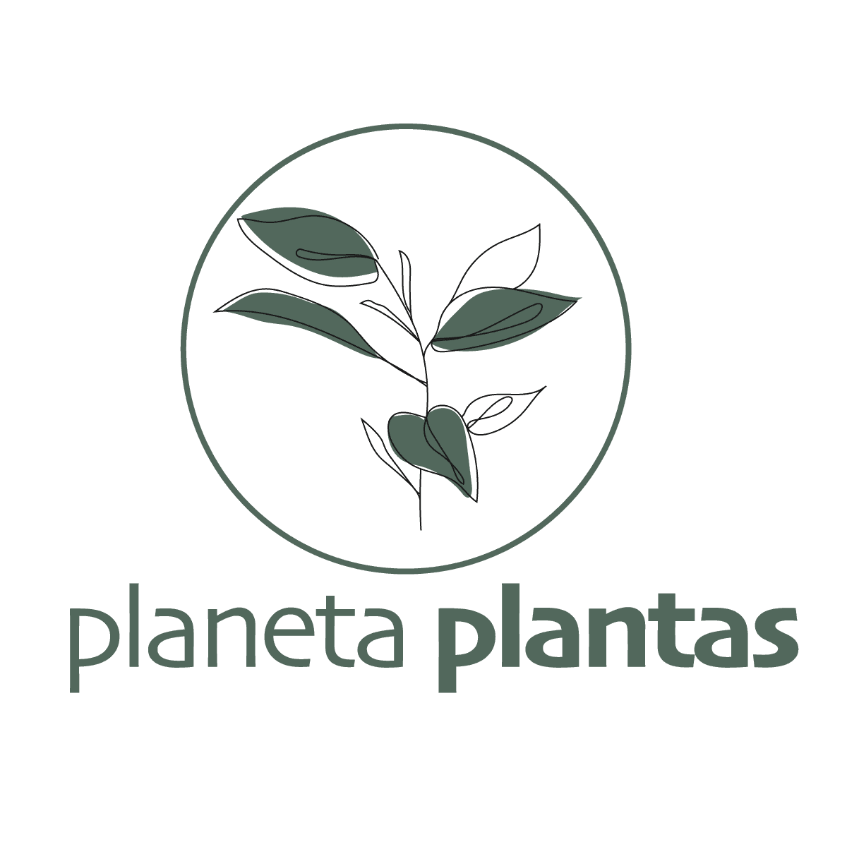 Cuidados de suculentas – Blog