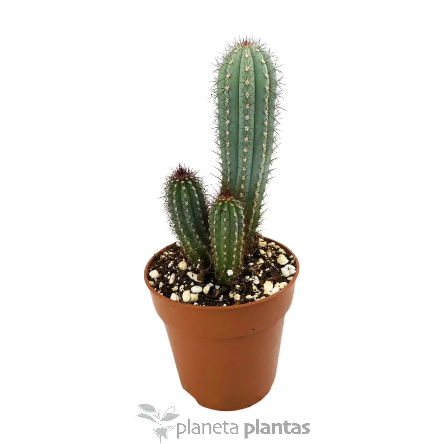 Pitayo Dulce