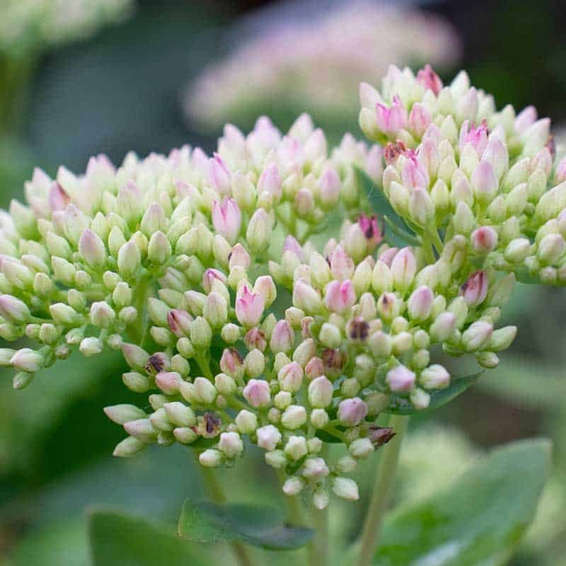Suculentas de Interior: Cómo Decorar tu Hogar con Estas Plantas Resistentes