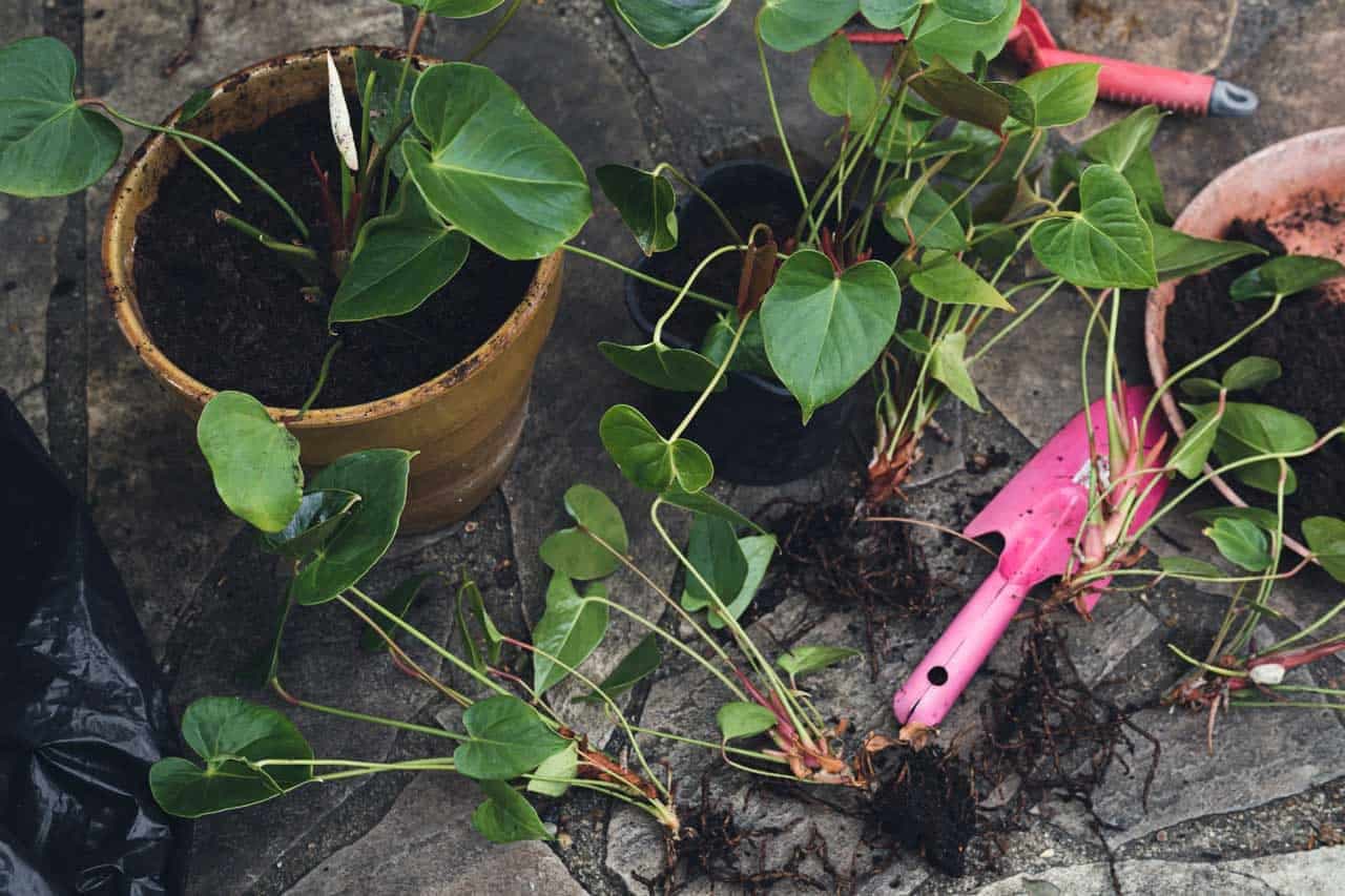 Suculentas y cactus: la tendencia verde que transforma hogares y oficinas