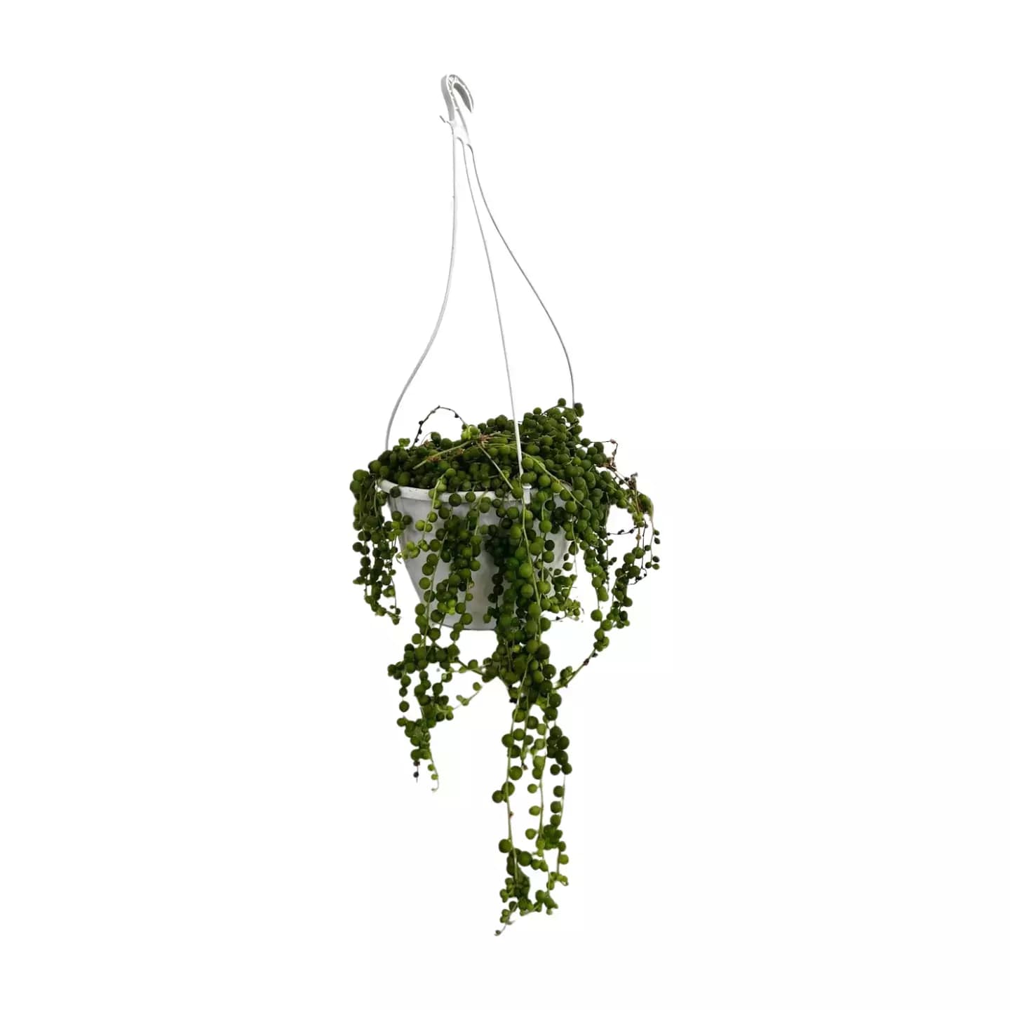 Suculenta Senecio Rowleyanus o Collar de Perlas