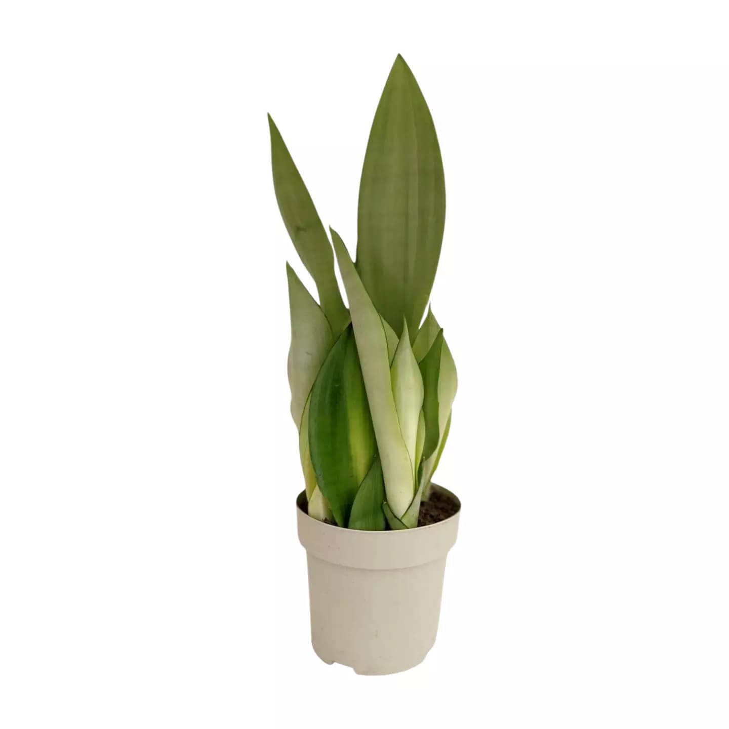Sansevieria Moonshine - L