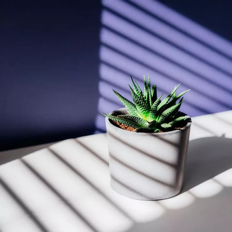 Prepara tus Suculentas y Cactus para el Otoño: Guía Completa