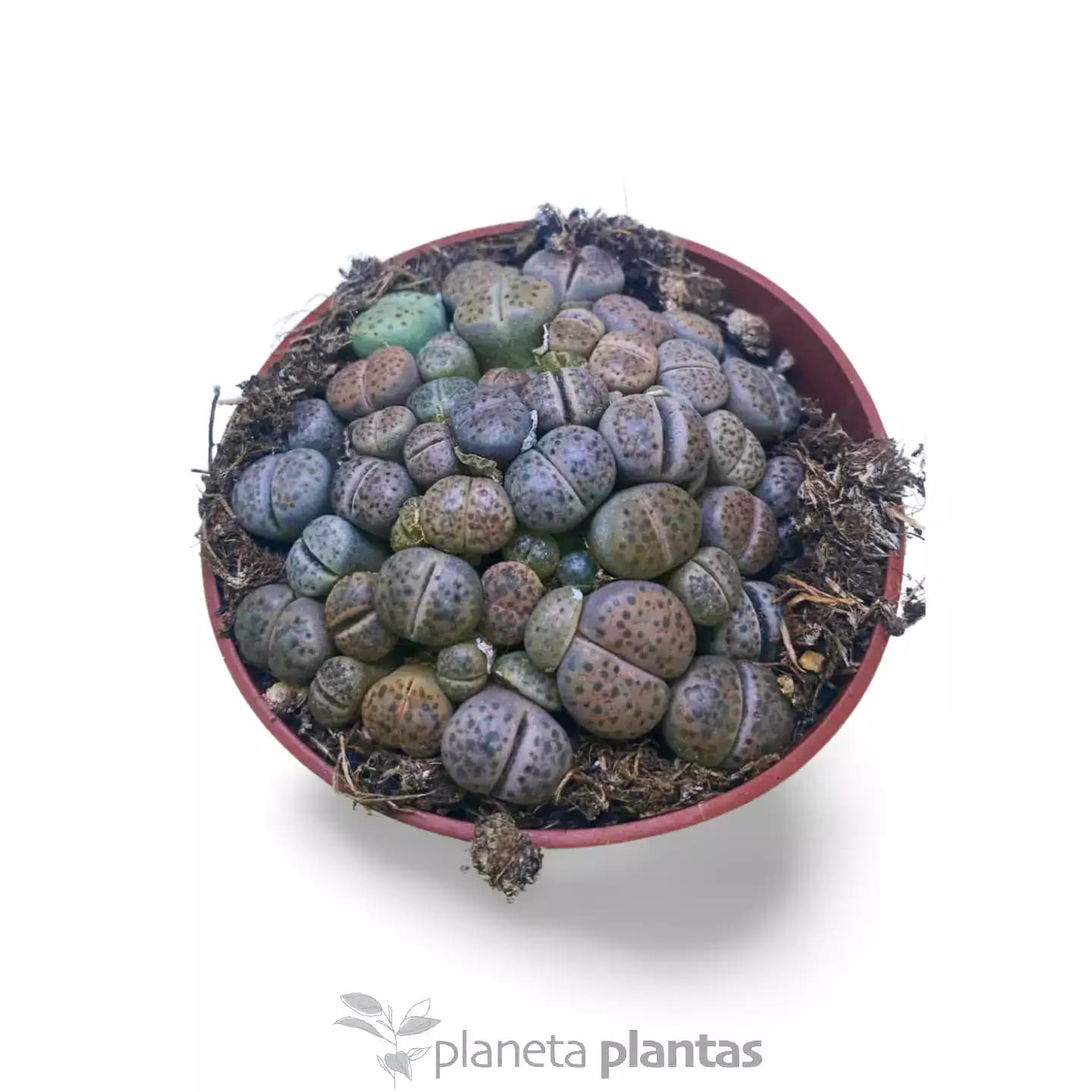 Coleccionista Lithops · Pack Premium 3 Plantas