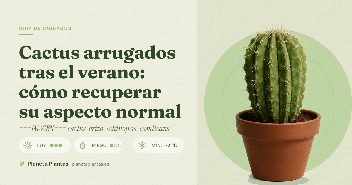 Cactus arrugados tras el verano: cómo recuperar su aspecto normal
