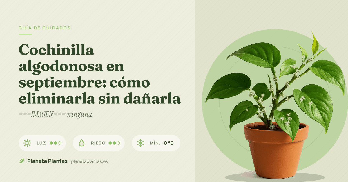 Cochinilla algodonosa en septiembre: cómo eliminarla sin dañarla