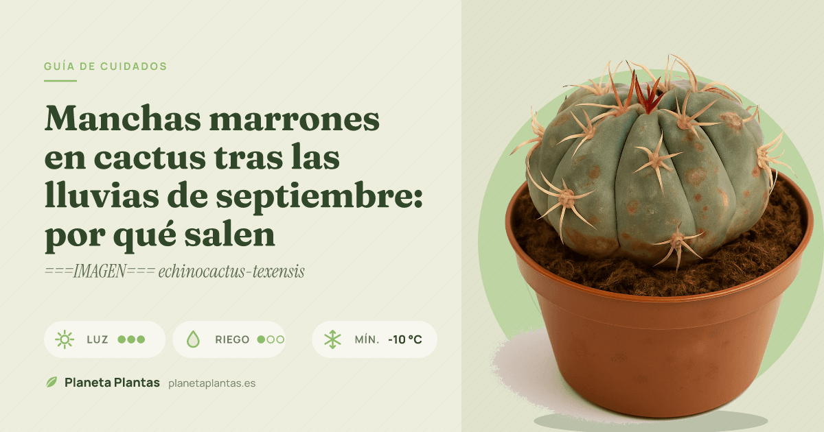 Manchas marrones en cactus tras las lluvias de septiembre: por qué salen