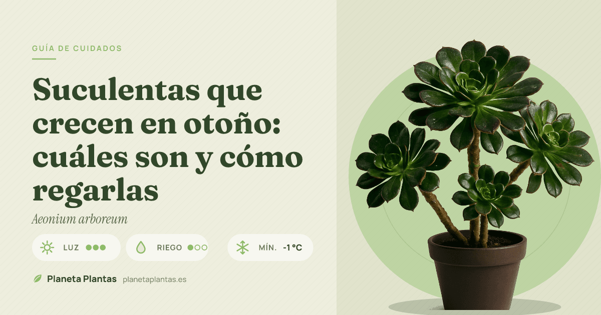 Suculentas que crecen en otoño: cuáles son y cómo regarlas