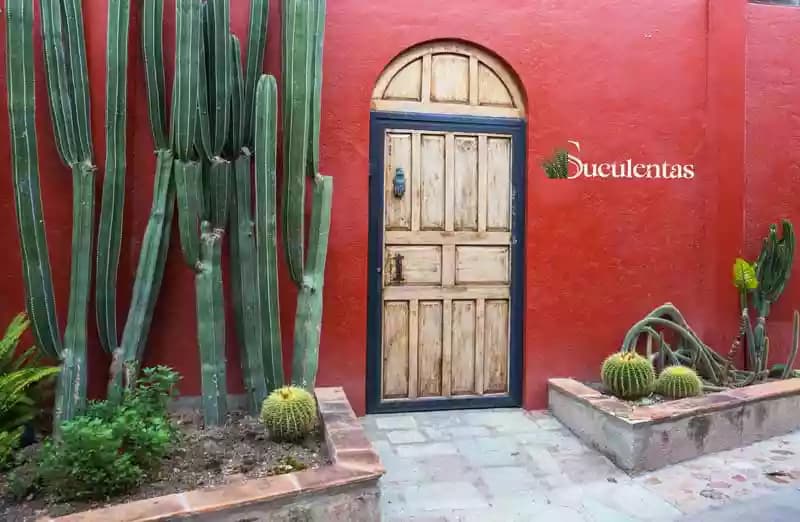 Suculentas y cactus de colección