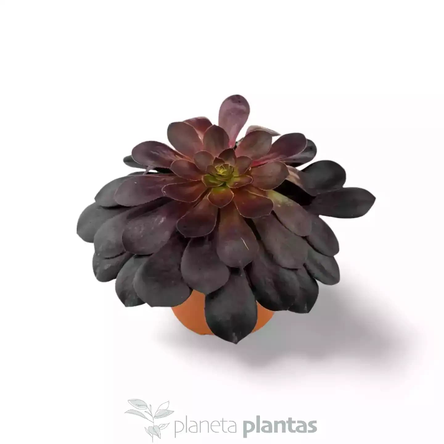Aeonium Arboreum Rosa Negra
