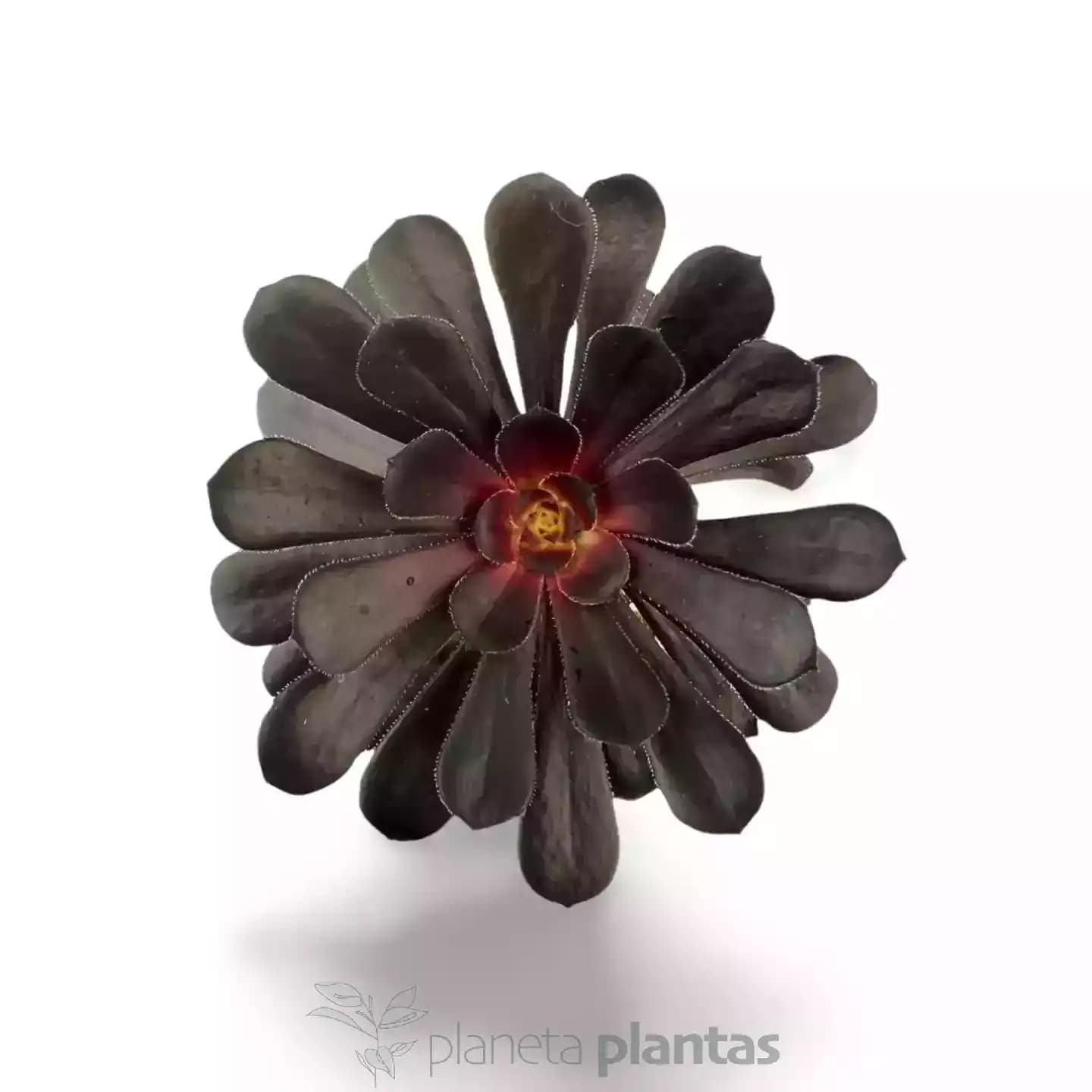 Aeonium Arboreum Rosa Negra Arbol