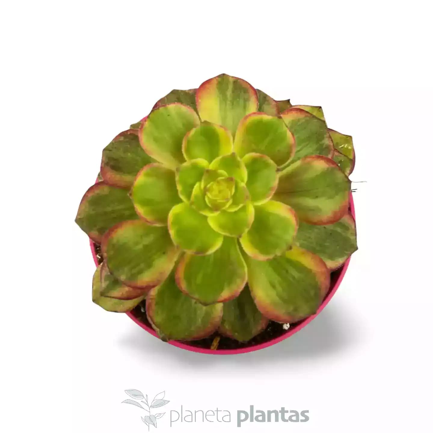 Aeonium Mardi Gras
